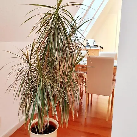 Zentrales Dachgeschoss-apartment Lägenhet